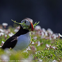Buy canvas prints of Puffin on Skomer Island picking flowers by Jenny Hibbert
