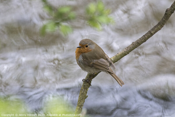 A Robin perched above a fast flowing river Picture Board by Jenny Hibbert