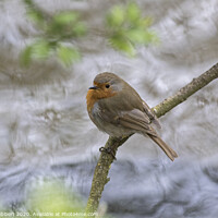 Buy canvas prints of A Robin perched above a fast flowing river by Jenny Hibbert
