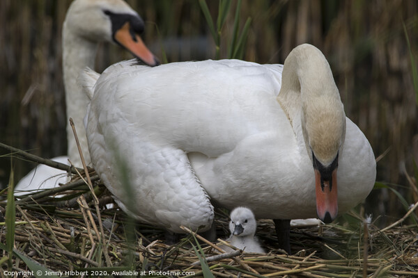 Family of Mute Swans caring for new cygnet on nest Picture Board by Jenny Hibbert