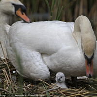 Buy canvas prints of Family of Mute Swans caring for new cygnet on nest by Jenny Hibbert