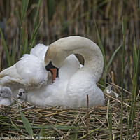 Buy canvas prints of Mute Swan on nest with young Cygnets by Jenny Hibbert