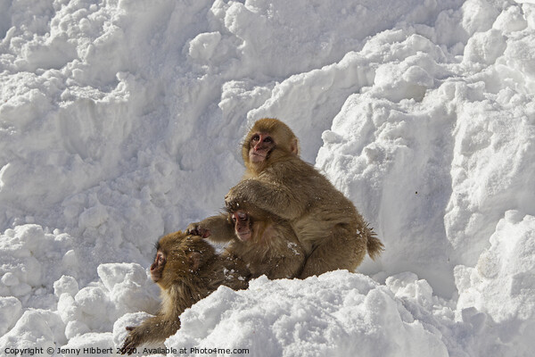 Three baby Snow Monkeys Picture Board by Jenny Hibbert