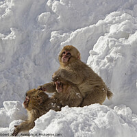 Buy canvas prints of Three baby Snow Monkeys by Jenny Hibbert