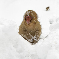 Buy canvas prints of Young Snow Monkey sitting in deep snow by Jenny Hibbert