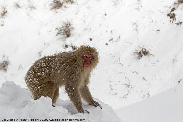 Adult Snow Monkey searching for food Picture Board by Jenny Hibbert