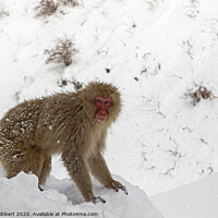 Buy canvas prints of Adult Snow Monkey searching for food by Jenny Hibbert