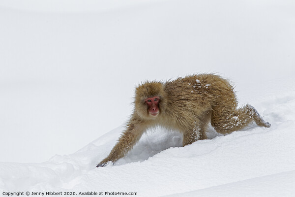 Adult Snow Monkey walking through snow Picture Board by Jenny Hibbert