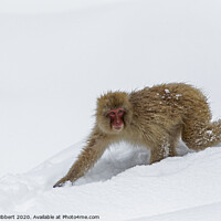 Buy canvas prints of Adult Snow Monkey walking through snow by Jenny Hibbert