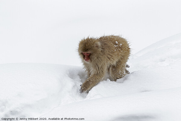 Adult Snow Monkey in heavy snow Picture Board by Jenny Hibbert