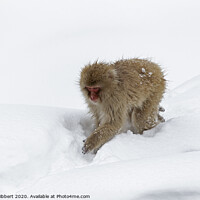 Buy canvas prints of Adult Snow Monkey in heavy snow by Jenny Hibbert