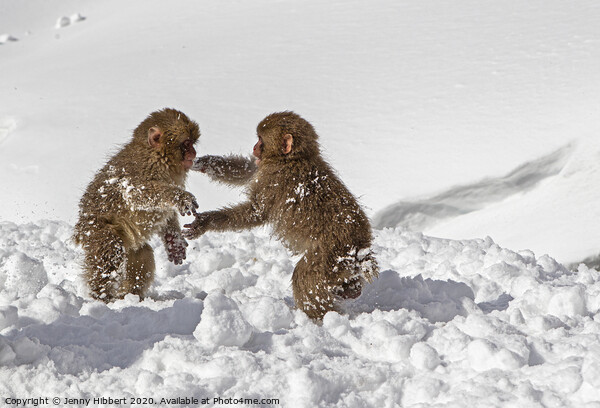 Two baby Snow Monkeys playing in the snow Picture Board by Jenny Hibbert
