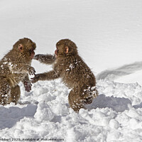 Buy canvas prints of Two baby Snow Monkeys playing in the snow by Jenny Hibbert
