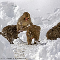 Buy canvas prints of Baby Snow monkeys playing tag in the snow by Jenny Hibbert