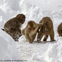 Buy canvas prints of Group Of baby Snow Monkeys playing together in the snow by Jenny Hibbert
