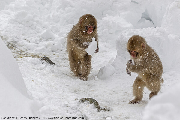 Two baby Snow monkeys running around carrying lumps of snow Picture Board by Jenny Hibbert