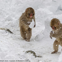 Buy canvas prints of Two baby Snow monkeys running around carrying lumps of snow by Jenny Hibbert