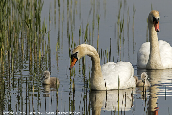 Family of Mute Swans Picture Board by Jenny Hibbert