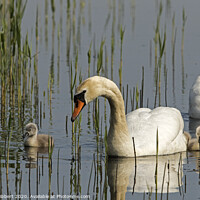 Buy canvas prints of Family of Mute Swans by Jenny Hibbert