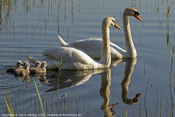 Mute Swans with cygnets  Picture Board by Jenny Hibbert