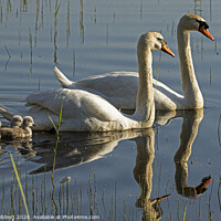 Buy canvas prints of Mute Swans with cygnets  by Jenny Hibbert