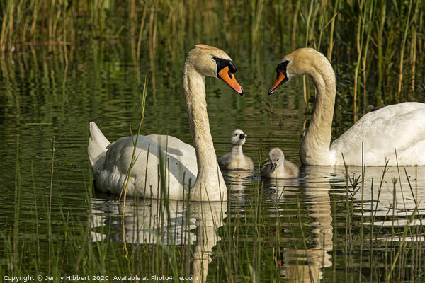 Mute Swans with their young cygnets Picture Board by Jenny Hibbert