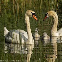 Buy canvas prints of Mute Swans with their young cygnets by Jenny Hibbert