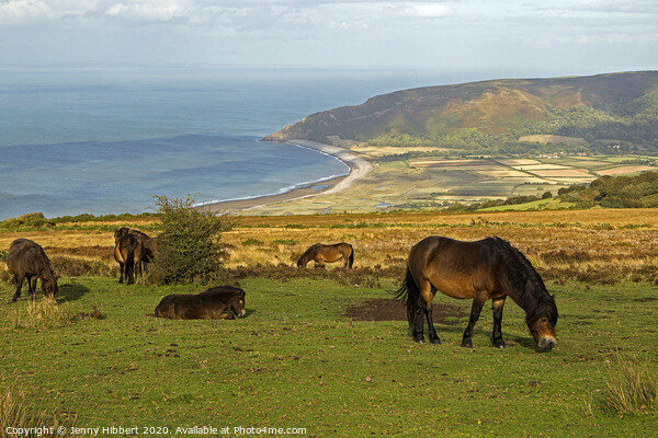 Exmoor ponies looking towards Porlock bay, Somerset Picture Board by Jenny Hibbert