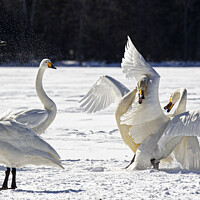 Buy canvas prints of Whooper Swans squabbling in snow, Hokkaido Japan by Jenny Hibbert
