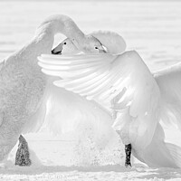 Buy canvas prints of Black and White photo of two Whooper swans fighting by Jenny Hibbert