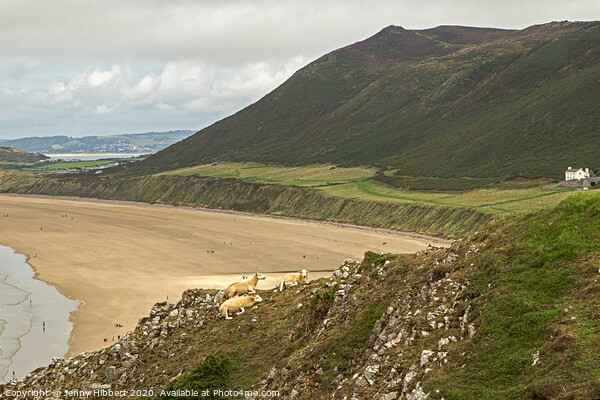 Looking across Rhossili bay on the Gower Peninsular Picture Board by Jenny Hibbert