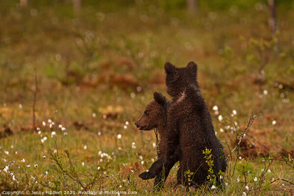 Brown bear cubs in late afternoon light Picture Board by Jenny Hibbert
