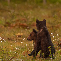 Buy canvas prints of Brown bear cubs in late afternoon light by Jenny Hibbert