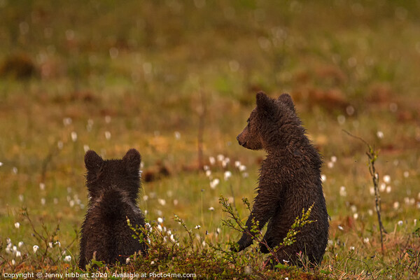 Pair of Bear cubs looking worried Picture Board by Jenny Hibbert