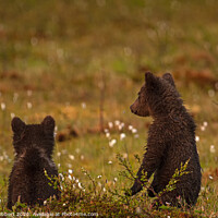 Buy canvas prints of Pair of Bear cubs looking worried by Jenny Hibbert