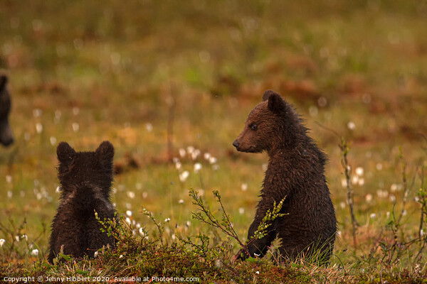 Bear cubs watching another family of bears approaching Picture Board by Jenny Hibbert
