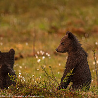 Buy canvas prints of Bear cubs watching another family of bears approaching by Jenny Hibbert