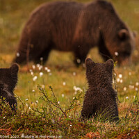 Buy canvas prints of Bear cubs sat watching another family of bears in swamp area by Jenny Hibbert