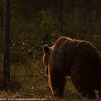 Buy canvas prints of Brown bear leaving forest at dawn, Finland by Jenny Hibbert
