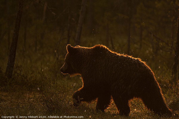 Brown bear walking through forest at dawn Picture Board by Jenny Hibbert