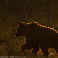 Buy canvas prints of Brown bear walking through forest at dawn by Jenny Hibbert