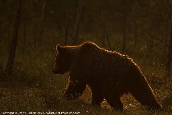 Brown bear walking through forest as dawn breaks in Finland Picture Board by Jenny Hibbert