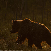 Buy canvas prints of Brown bear walking through forest as dawn breaks in Finland by Jenny Hibbert