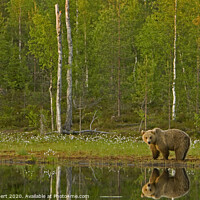 Buy canvas prints of Brown bear standing next to lake by Jenny Hibbert