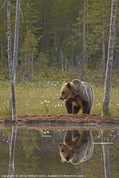 Portrait of Brown bear next to lake, Finland Picture Board by Jenny Hibbert