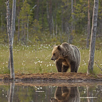 Buy canvas prints of Portrait of Brown bear next to lake, Finland by Jenny Hibbert