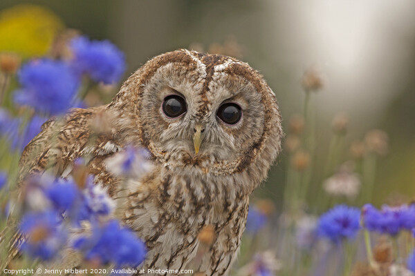 Tawny Owl sitting in flowers Picture Board by Jenny Hibbert