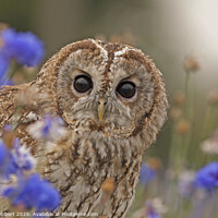 Buy canvas prints of Tawny Owl sitting in flowers by Jenny Hibbert