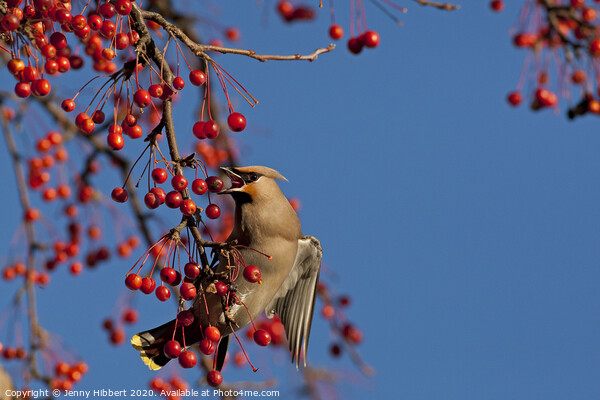Waxwing feeding on berries in winter time Picture Board by Jenny Hibbert