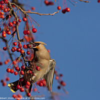 Buy canvas prints of Waxwing feeding on berries in winter time by Jenny Hibbert